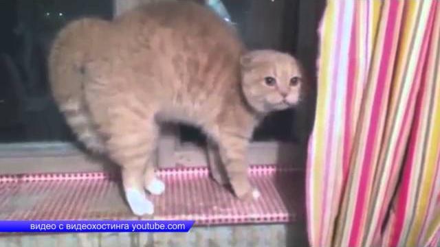 Второй случай бешенства в Асбесте Второй случай бешенства в Асбесте
