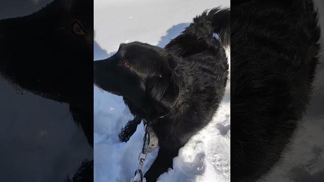 эпилепсия у собаки эпилепсия у собаки