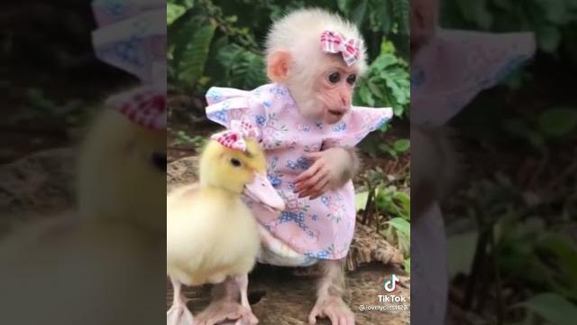 Обезьянка и утёнок Обезьянка и утёнок