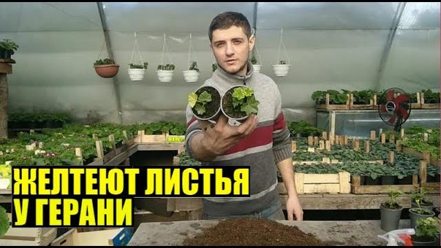 Желтеют листья у герани / пеларгонии Желтеют листья у герани / пеларгонии