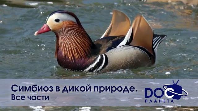 Симбиоз в дикой природе. Все части - Документальный фильм Симбиоз в дикой природе. Все части - Документальный фильм