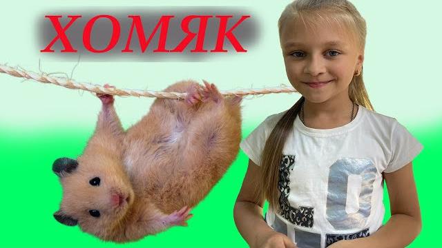 НОВЫЙ ПИТОМЕЦ! подарок от друзей. джунгарский хомяк НОВЫЙ ПИТОМЕЦ! подарок от друзей. джунгарский хомяк