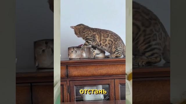 Смешные коты | Смешные видео | Приколы с животными | Вирусные видео | С ОЗВУЧКОЙ | #cat #trending Смешные коты | Смешные видео | Приколы с животными | Вирусные видео | С ОЗВУЧКОЙ | #cat #trending