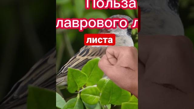польза лаврового листа польза лаврового листа