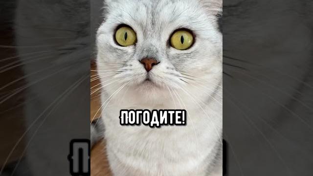 Смешные коты - Майя #смешныекоты #кошка #кот Смешные коты - Майя #смешныекоты #кошка #кот
