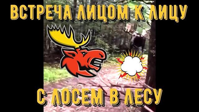 Каких животных можно встретить в лесу: Лось рогатый.Нападают ли лоси на людей в лесу? Каких животных можно встретить в лесу: Лось рогатый.Нападают ли лоси на людей в лесу?