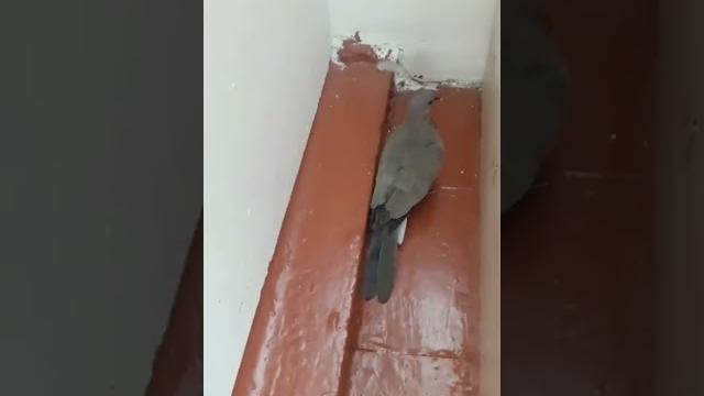 кто к нам в гости прилетел кто к нам в гости прилетел
