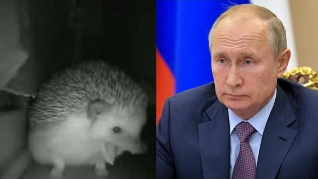 Ёжик чихнул, а Путин ему... Ёжик чихнул, а Путин ему...