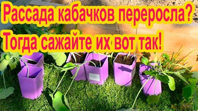 Как посадить переросшую рассаду кабачков Как посадить переросшую рассаду кабачков
