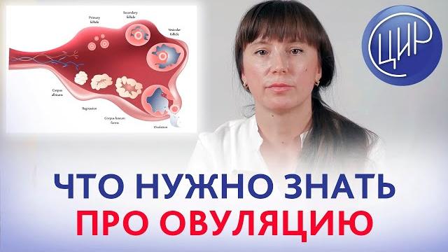 ОВУЛЯЦИЯ. Что такое овуляция. Рассказывает врач акушер-гинеколог, эндокринолог ЦИР, Топчая О.Ю. ОВУЛЯЦИЯ. Что такое овуляция. Рассказывает врач акушер-гинеколог, эндокринолог ЦИР, Топчая О.Ю.