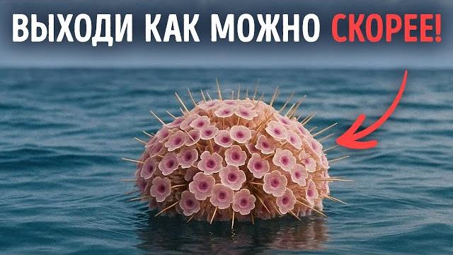 Если заметите эти цветы в море, быстрее уплывайте Если заметите эти цветы в море, быстрее уплывайте