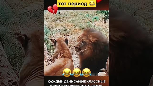 Бедный лёва#мужчина #мужижена #отношения #прикол #приколы #смешно #смешное #жена #муж #юмор #топ Бедный лёва#мужчина #мужижена #отношения #прикол #приколы #смешно #смешное #жена #муж #юмор #топ