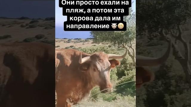Корова дала направление #хаха #юмор #корова #смех #смешно #прикол #смешныевидео #funny #животные Корова дала направление #хаха #юмор #корова #смех #смешно #прикол #смешныевидео #funny #животные
