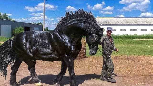13 Самых Больших и Сильных Лошадей на Планете 13 Самых Больших и Сильных Лошадей на Планете
