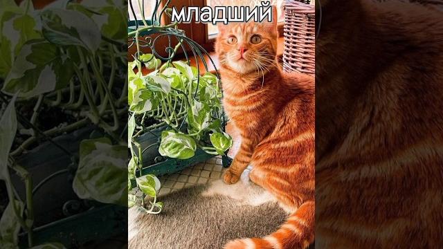 От чего умерли известные блогеры Часть 2 #врек От чего умерли известные блогеры Часть 2 #врек