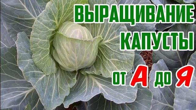 Выращивание капусты в открытом грунте Выращивание капусты в открытом грунте