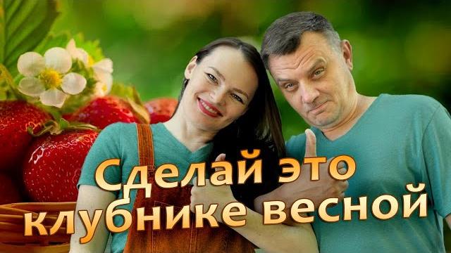 Самое важное для урожая клубники в новом сезоне Самое важное для урожая клубники в новом сезоне