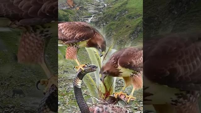 Brown Eagles With Brown Mumba Brown Eagles With Brown Mumba