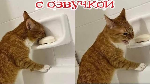 Приколы с котами! - С ОЗВУЧКОЙ! СМЕШНЫЕ КОТЫ! Смешные видео с животными!! Засмеялся проиграл! Приколы с котами! - С ОЗВУЧКОЙ! СМЕШНЫЕ КОТЫ! Смешные видео с животными!! Засмеялся проиграл!