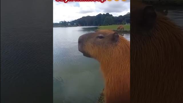 Звуки капибар #capybara Звуки капибар #capybara