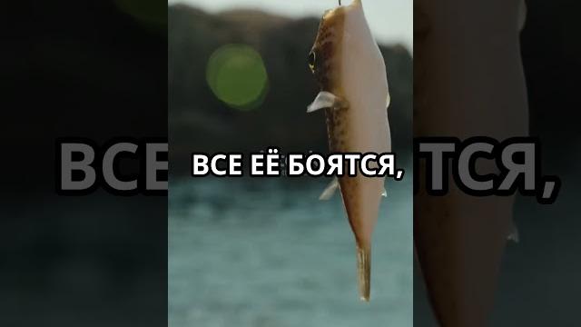 Выпуск рыбы-пузыря обратно в воду Выпуск рыбы-пузыря обратно в воду