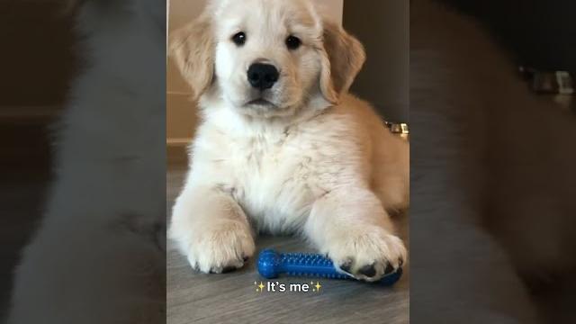 Hi #dogs #shorts #dogmom #funnydogs #comedy #puppies #tiktok #reels #goldenretriever Hi #dogs #shorts #dogmom #funnydogs #comedy #puppies #tiktok #reels #goldenretriever