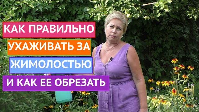 УХОД ЗА ЖИМОЛОСТЯМИ!УДВАИВАЕМ УРОЖАЙ! УХОД ЗА ЖИМОЛОСТЯМИ!УДВАИВАЕМ УРОЖАЙ!