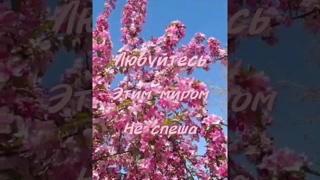 Хорошего дня! #хорошегодня #хорошего_дня #яблоня #красивоевидео #чудесногодня #пожеланиядля Хорошего дня! #хорошегодня #хорошего_дня #яблоня #красивоевидео #чудесногодня #пожеланиядля