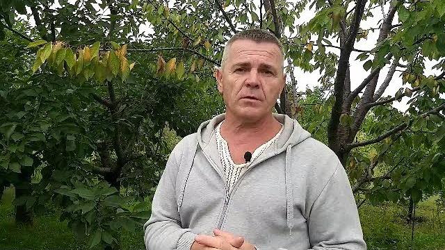 Черешня болеет,чем лечить. Черешня болеет,чем лечить.