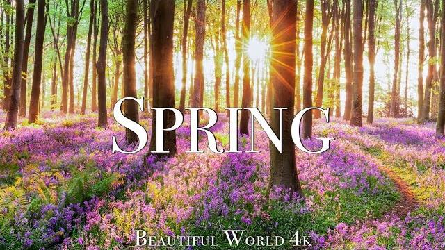 Amazing Colors of Spring 4K Nature Relaxation Film - Relaxing Piano Music - Natural Landscape Amazing Colors of Spring 4K Nature Relaxation Film - Relaxing Piano Music - Natural Landscape