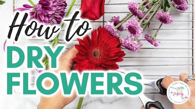 How to Dry Flowers 5 Ways | Ultimate Guide to Drying Flowers | How to Dry Flowers at Home How to Dry Flowers 5 Ways | Ultimate Guide to Drying Flowers | How to Dry Flowers at Home