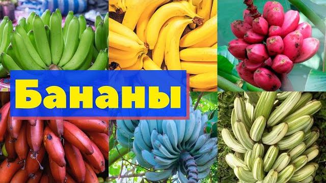 Бананы | Как это сделано Бананы | Как это сделано