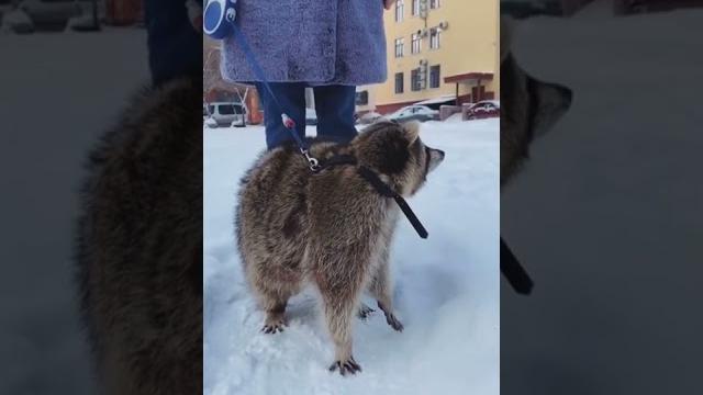 Енот Тема не шуба! Енот Тема не шуба!