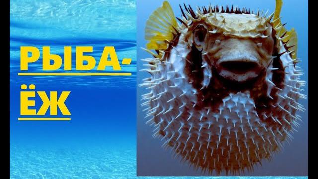 РЫБА-ЁЖ. Развивающее видео РЫБА-ЁЖ. Развивающее видео