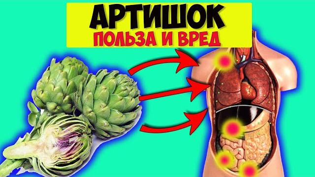 Артишок - царский деликатес, или целебное средство? Артишок польза и вред, лечебные свойства Артишок - царский деликатес, или целебное средство? Артишок польза и вред, лечебные свойства