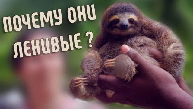Почему ЛЕНИВЦЫ ленивые? | Медленное животное Почему ЛЕНИВЦЫ ленивые? | Медленное животное