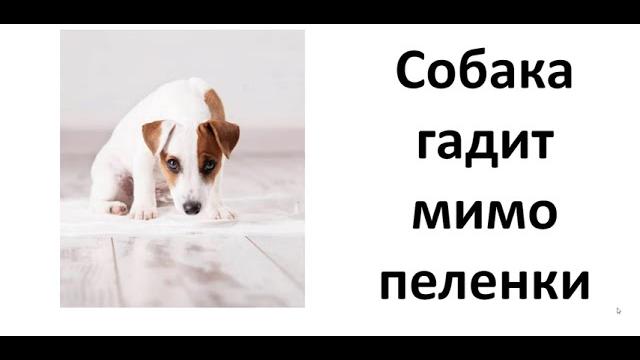 Собака гадит мимо пеленки Собака гадит мимо пеленки