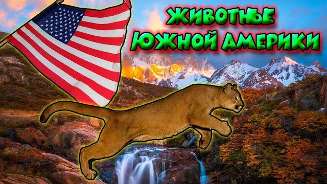 Животные Южной Америки / Animals of South America Животные Южной Америки / Animals of South America