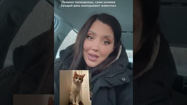Кот Твикс. РЖД. Проводница выкинула кота. Кот Твикс. РЖД. Проводница выкинула кота.