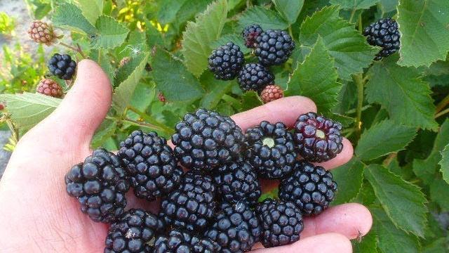 Самый сладкий сорт ежевики - Осейж ( Осейдж). Самый сладкий сорт ежевики - Осейж ( Осейдж).