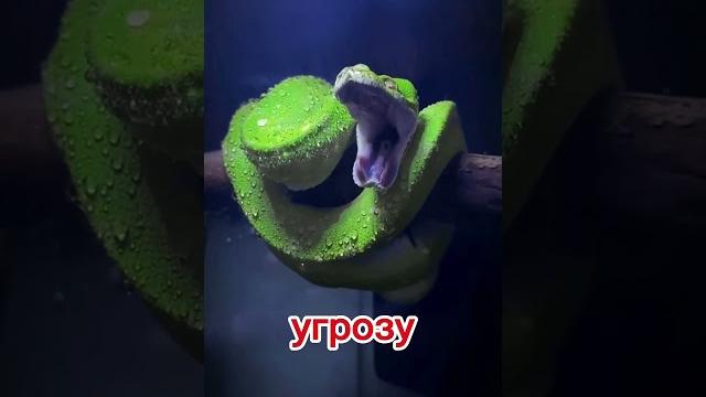 Почему кошки боятся огурцов? Шок и смех! Почему кошки боятся огурцов? Шок и смех!