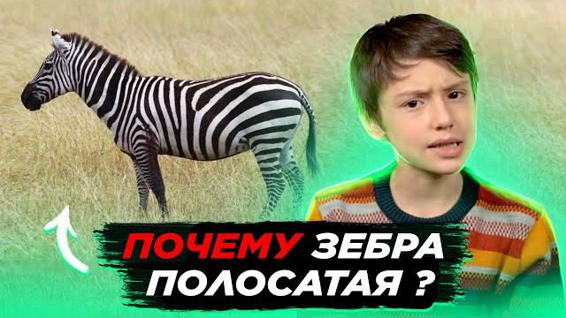 А вы знаете почему зебра полосатая? А вы знаете почему зебра полосатая?