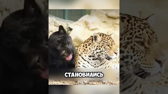 Удивительный союз пантеры и гепарда #животные #милыеживотные Удивительный союз пантеры и гепарда #животные #милыеживотные