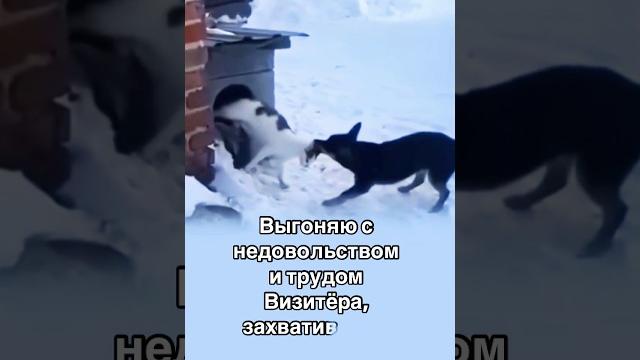 #юмор #skopins #стихи #прикол #cat #cats #собака #кот #юмор #skopins #стихи #прикол #cat #cats #собака #кот