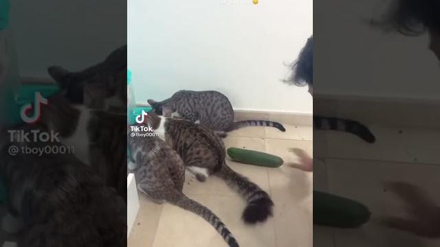кошки и огурцы кошки и огурцы