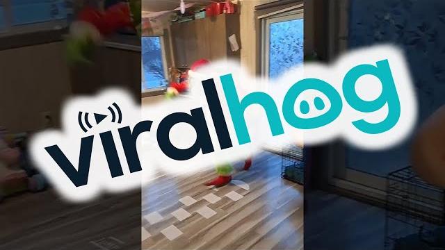 The Grinch Steals a Christmas Tree || ViralHog The Grinch Steals a Christmas Tree || ViralHog
