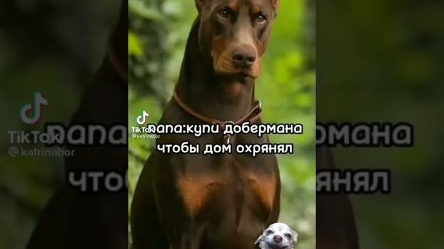 Кто доберман?Кто? Кто доберман?Кто?
