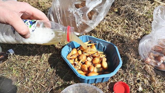 Как правильно подготовить и посадить лук севок чтобы рос крупным Как и когда сажать лук севок весной Как правильно подготовить и посадить лук севок чтобы рос крупным Как и когда сажать лук севок весной