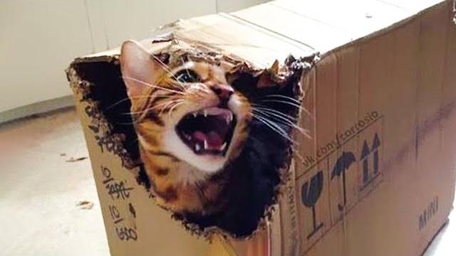 ДИКИЕ и СМЕШНЫЕ КОШКИ ЛУЧШИЕ ПРИКОЛЫ ПРО ЖИВОТНЫХ ДИКИЕ и СМЕШНЫЕ КОШКИ ЛУЧШИЕ ПРИКОЛЫ ПРО ЖИВОТНЫХ
