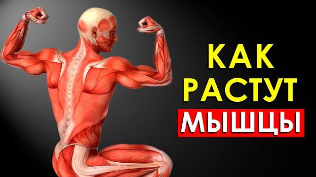 Как Растут Мышцы После Тренировки (Научно Обоснованно) Как Растут Мышцы После Тренировки (Научно Обоснованно)
